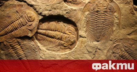 Екип от учени откриха древен вид бръмбари във вкаменени екскременти