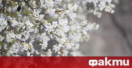 Слънчева приятна и топла ще е днешната Цветница у нас