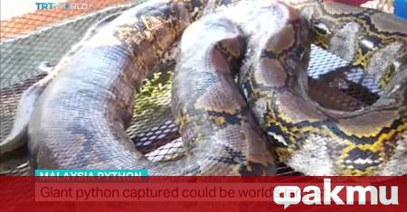 Гигантски питон е бил заловен в село Кампунг Банггол Малайзия