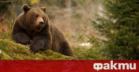 Една от най старите мечки в България не може да заспи