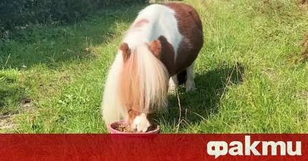 Немски кон с височина 52 6 сантиметра бе признат за най ниския