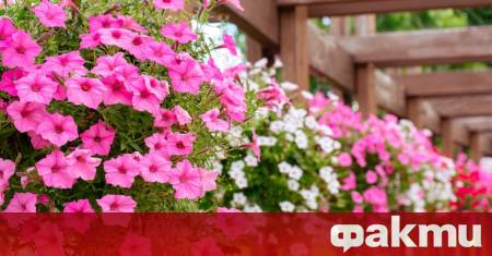 Многогодишните растения като хортензии азалии и рози отдавна са сред