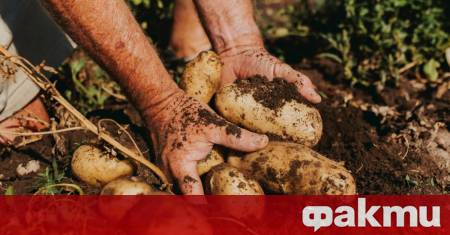 Картофите може да изглеждат като най обикновен зеленчук но зад