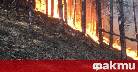 Горският пожар който е възникнал вчера в борова гора край