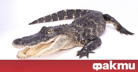 Цял алигатор беше намерен в огромен бирмански питон във Флорида Видео