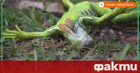 Във Флорида игуаните започнаха да падат от дърветата предаде NOVA