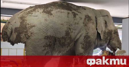 Необичайна сцена се разигра в тайландския град Након Рачасима след