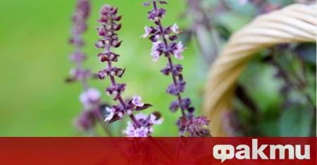 Липсата на работна ръка и ниската изкупна цена на лечебни