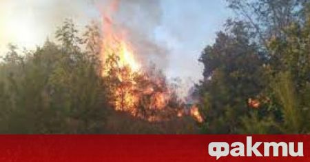 Пожар в Пирин планина Гори местността Църнако и Бетоловото над