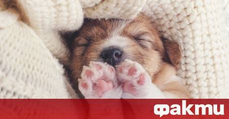 В света на парфюмерията често се появяват нестандартни аромати но