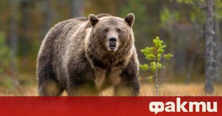 Жител на словенския град Идрия се превърна в местна сензация