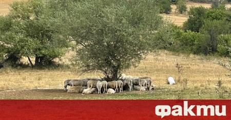 Мълния уби десетки крави и телета скрили се под дърво