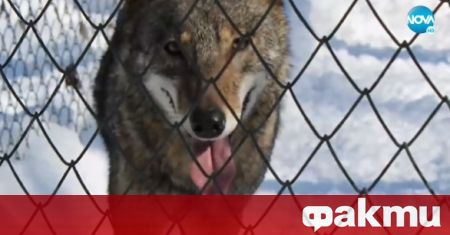 Вече половин година вълк обикаля най-големия парк и вилните зони
