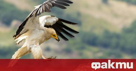 ъртъв египетски лешояд е открит край крумовградското село Храстово съобщиха