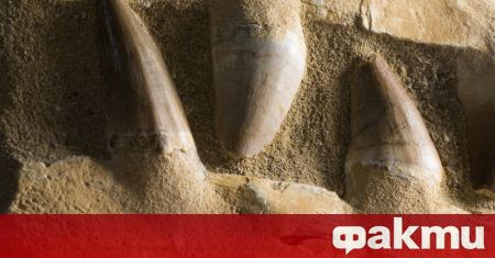 Удивителни вкаменелости на гигантско морско влечуго разкриват как този древен