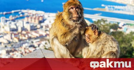 Повече от 20 маймуни избягаха от зоопарк в германската провинция