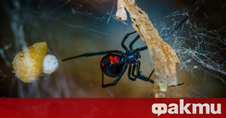 Ако имате страх от паяци ново проучване няма да ви