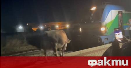 Крави спряха бързия влак Бургас София тази вечер предаде NOVA Пътниците