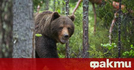 Жител на Сахалин загуби скъпия си дрон докато снимаше мечки