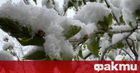 Над 300 000 декара засегнати площи и повече от 5000