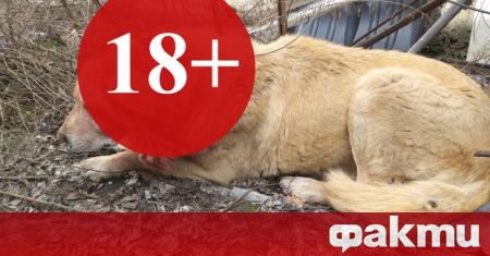 За поредна жестокост към животни в Бургас съобщават от организацията
