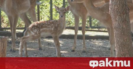 Новородено еленче стана атракцията на хасковския зоопарк Макар че това