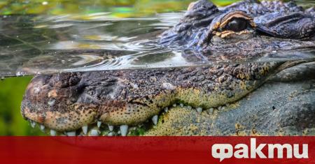Триметров крокодил нападна завлече на дъното и за секунди уби