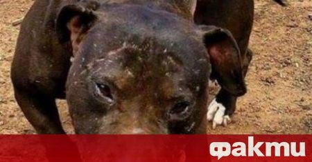 Питбул нахапа жестоко 4 годишно дете в София Кучето е било