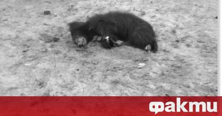 В индийския щат Мадхя Прадеш мечка е нападнала и разкъсала