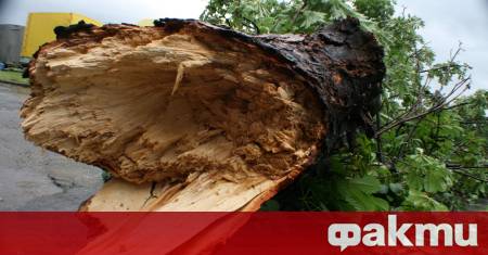 Майка на две деца почина след като дърво падна върху