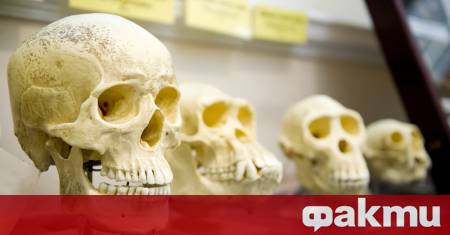 Необичайно деформиран череп открит в провинция Катамарка Аржентина озадачи учените