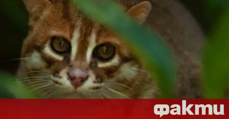 При акция на ГДБОП в свищовското село Царевец са задържани