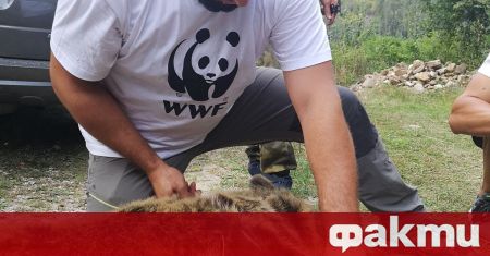 Мечка, наречена Симона, стана първата „проблемна“ мечка в България, която