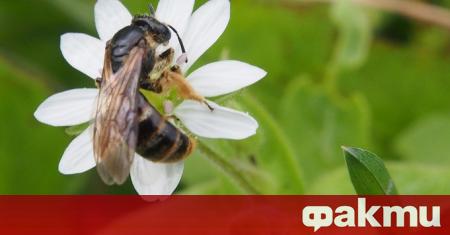 Основната причина за масовото измиране на пчелите което се констатира