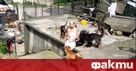 Глутница кучета нападна бременна жена и малко дете в Костенец