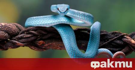 Инцидент с екзотична отровна змия в Москва отново постави въпроса