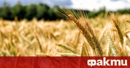 Износът на пшеница от Украйна и Русия които съставляват жизненоважна