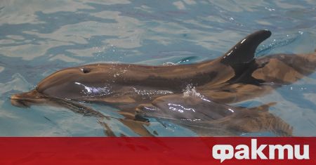 Повече от 5000 делфина са загинали в резултат на руската