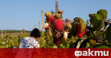 България е сред топ производителите на малини в света Страната