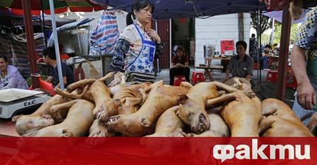 В Китай обичат да похапват кучешко месо а лековитите екскременти