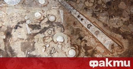 Изследователи откриха добре запазени морски фосили в суха скална стена