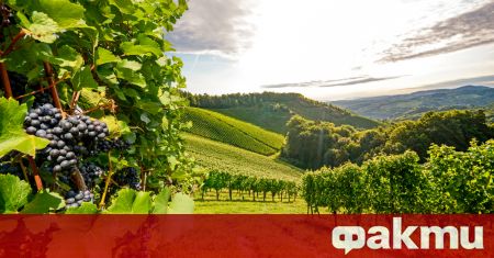 Мерките в подкрепа на лозаро винарския сектор които бяха от ЕК