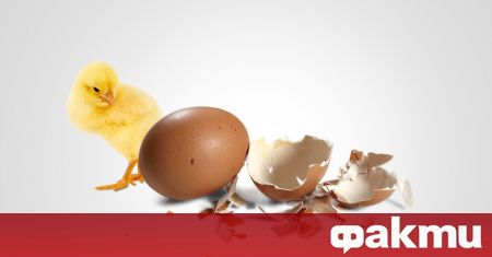 Яйцата са важна част от менюто ни но знаем ли