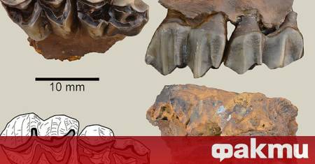 В североизточен Тенеси САЩ палеонтолози откриха редки останки от изчезнал