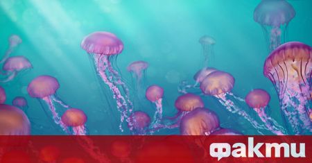 Медузи наводниха северните части на Адриатическо море тази година информира