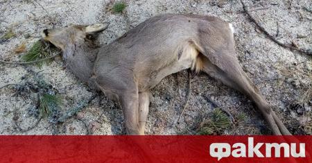 Горски експерти откриха убита сърна на територията на Природен парк