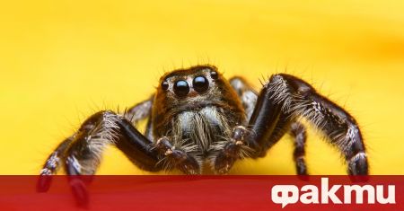 Чешки учени установиха че мъжките паяци от вида Thanatus fabricii