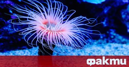 Морските анемонии от вида Nematostella vectensis се превърнаха във фокус