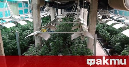 Модерна лаборатория за марихуана е разкрита в луковитското село Румянцево