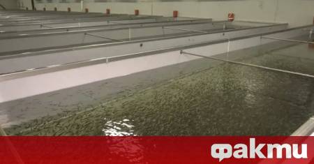 Огромно количество мъртва риба е открита в едно от най